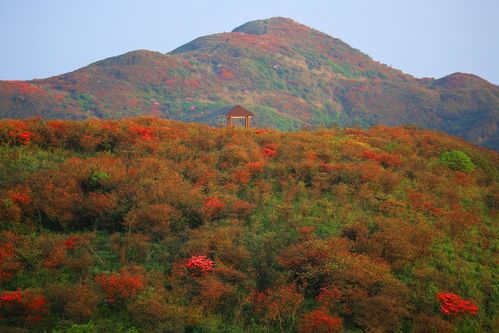 三、大围山