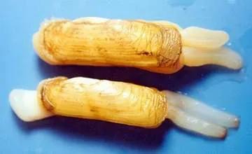 软体动物有哪些(软体动物的主要特征)