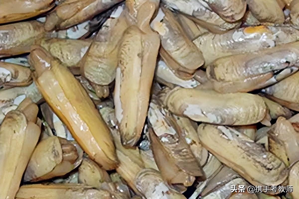 软体动物有哪些(软体动物的主要特征)