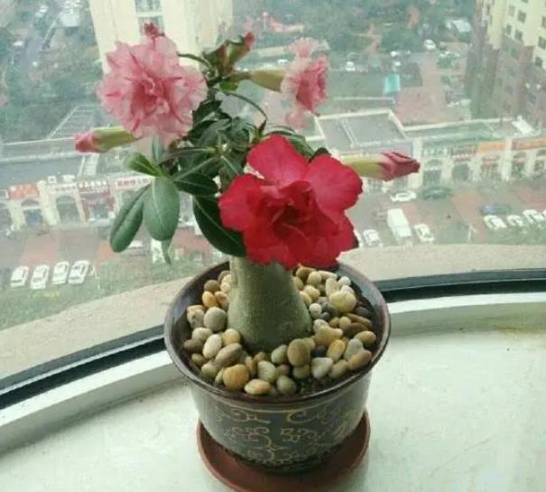 沙漠玫瑰能活多少年(沙漠玫瑰寿命几年)