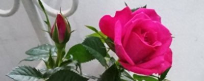 ​玫瑰老桩种植方法和注意事项(玫瑰桩怎么栽种)