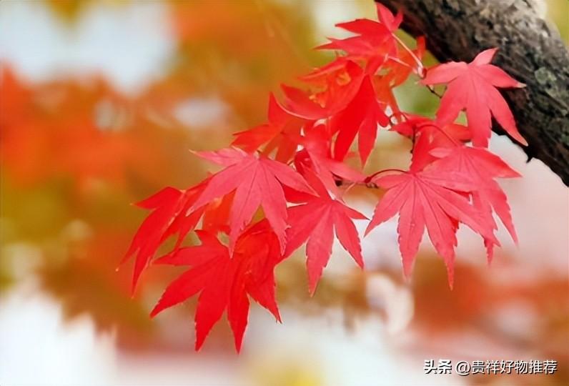 枫叶是什么颜色(枫叶的颜色是什么红)