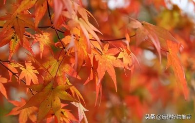 ​枫叶是什么颜色(枫叶的颜色是什么红)