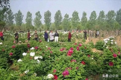 ​为什么园林中种植牡丹时，喜欢与芍药混栽？