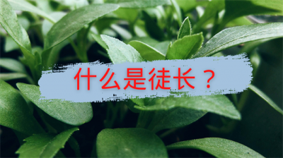 ​什么是徒长？造成蔬菜徒长的原因以及解决办法，徒长一定不好吗？