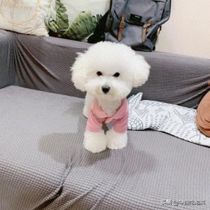 ​为什么有些狗狗需要断尾？大概有5个原因