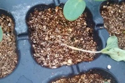 ​「收藏」你听过专家版的蔬菜顺口溜吗？这就带你见识见识！