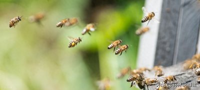 ​如何才能成功诱捕野生蜜蜂？这几招抓野生蜜蜂的方法，新手必看