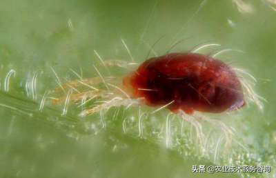 ​柑橘红蜘蛛特征及防治措施