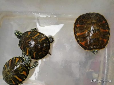 ​如何区分新手朋友最容易混淆的两种龟：火焰龟与阿拉巴马？