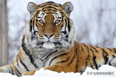 ​世界上最大的老虎，它是当之无愧的第一