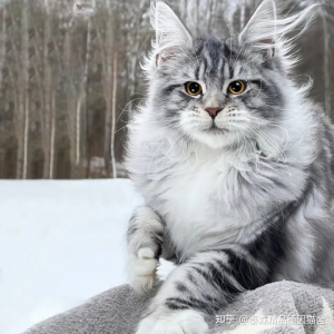 ​缅因猫多少钱一只？养一只缅因猫一个月多少钱？