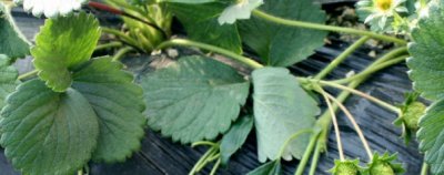 ​草莓什么时候种植最好，草莓种植全过程及其方法