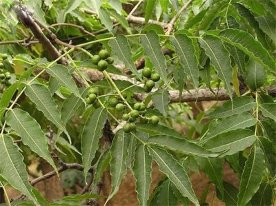 ​黄柏的功效与作用及食用方法 中药材黄柏清热燥湿，泻火解毒，清虚热！