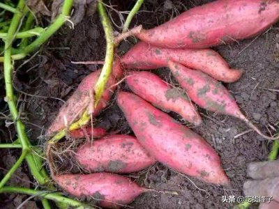 ​教你一个住楼房红薯家庭保存方法，放半年不烂不长芽，越放越甜