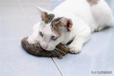 ​猫为何爱吃老鼠，是因为老鼠体内含有什么所需物质