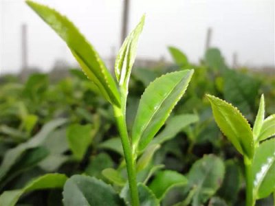 ​日铸雪芽是什么茶叶（日铸雪芽茶不但形似鹰爪，更是拥有兰花芳香，味甘而滋）