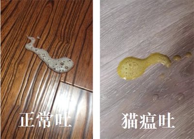 ​猫瘟吐和正常吐的区别 新手养猫必备常识