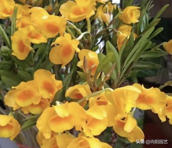 ​石斛花怎么养？板植，还是盆植？盆栽为主，用松树皮栽种