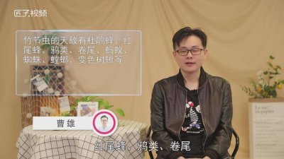 ​竹节虫靠什么来防御敌害 竹节虫为什么是害虫