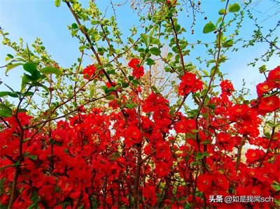 ​最是橙黄橘绿时的前一句是什么？你知道吗？