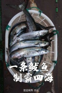 ​鲅鱼(南方vs北方，哪里的鲅鱼最好吃？)