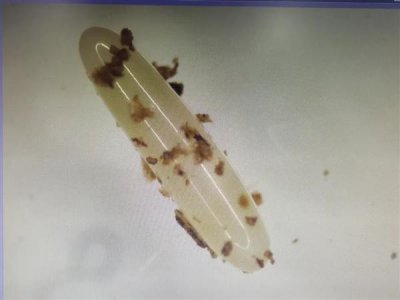 ​太渗人 海关查获进境邮件：开箱后竟是500多万只蟋蟀虫卵