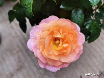 ​明天和意外哪个先来的经典语录(五月将尽六月已至，明天和意外哪个先来？珍惜现