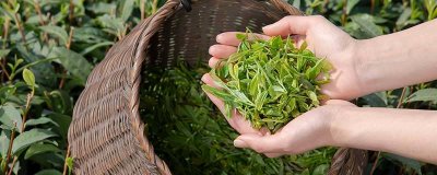 ​茶泡是什么 茶泡是什么时候有的
