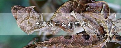 ​五毒为什么有壁虎而没有蜘蛛 五毒为什么有壁虎