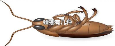 ​蟑螂有哪些种 蟑螂分哪几种