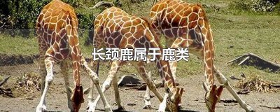 ​长颈鹿属于鹿类动物吗 长颈鹿属于鹿类还是鹿类