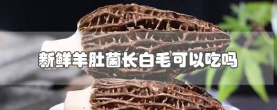 ​猪肚菌长白毛还能吃吗视频 羊肚菌白毛