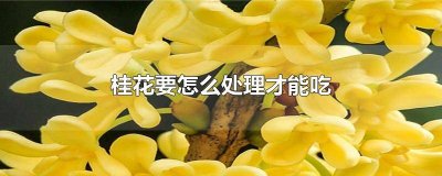 ​桂花怎么处理才可以食用 桂花怎么处理后可以食用