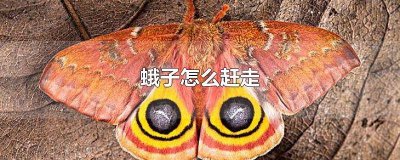 ​如何把蛾子赶走 怎么把大蛾子赶出去