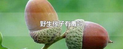 ​野生橡子生吃有毒吗 橡子有毒吗?