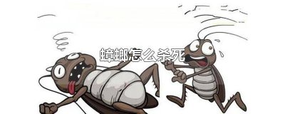 ​用什么方法可以杀死蟑螂 什么方法能杀死蟑螂