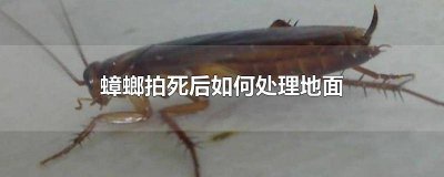 ​蟑螂能拍死吗? 蟑螂能直接拍死吗