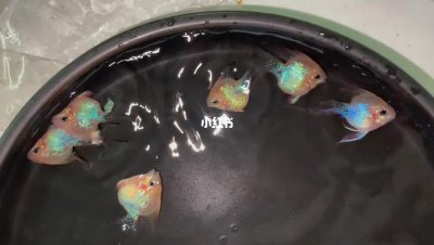 ​金波子鱼怎么养才能使颜色达到最好