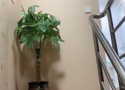 ​适合客厅的大型绿植有哪些植物
