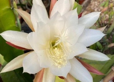​家里千万不可养昙花（在家里养昙花的风水如何）