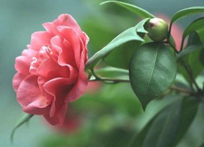 ​适合10月份播种的花有哪些品种