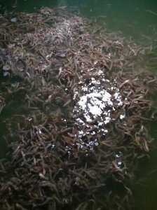 ​自来水养泥鳅能活多久（泥鳅养几天不死的办法）