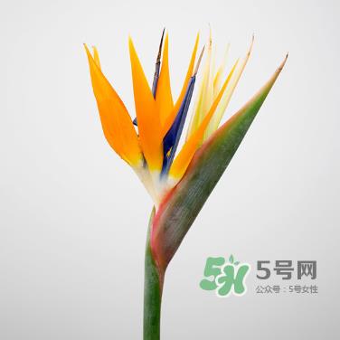 鲜花怎么保存时间长 鲜花怎么保鲜