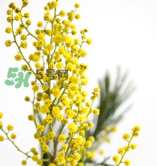 鲜花怎么保存时间长 鲜花怎么保鲜