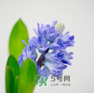 鲜花怎么保存时间长 鲜花怎么保鲜