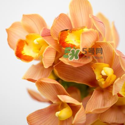 鲜花怎么保存时间长 鲜花怎么保鲜
