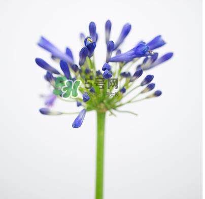 鲜花怎么保存时间长 鲜花怎么保鲜