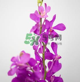 鲜花怎么保存时间长 鲜花怎么保鲜