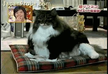 七成人不愿和胖人结婚 胖子的烦恼 七成人不愿和胖人结婚 胖子的烦恼